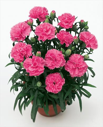 foto van een variëteit aan bloemen, te gebruiken als: Korf / Pot Dianthus caryophyllus SuperTrouper® Diogenes