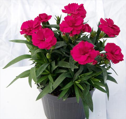 foto van een variëteit aan bloemen, te gebruiken als: Pot - en perkplant Dianthus caryophyllus Oscar™ Cherry