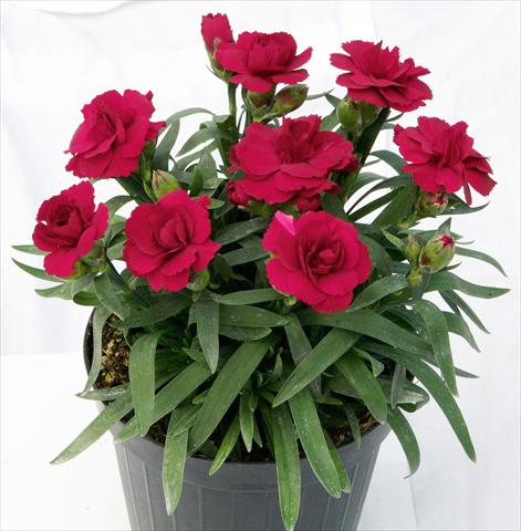 foto van een variëteit aan bloemen, te gebruiken als: Pot - en perkplant Dianthus caryophyllus Oscar™ Dark Red