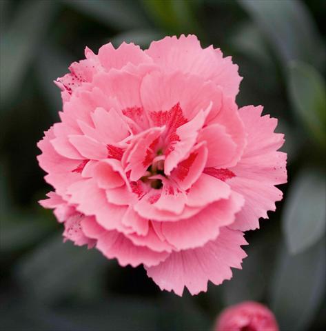 foto van een variëteit aan bloemen, te gebruiken als: Korf / Pot Dianthus caryophyllus Oscar™ Pink