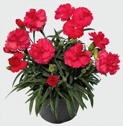 foto van een variëteit aan bloemen, te gebruiken als: Pot - en perkplant Dianthus caryophyllus SuperTrouper® Benita