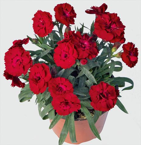 foto van een variëteit aan bloemen, te gebruiken als: Pot - en perkplant Dianthus caryophyllus SuperTrouper® Carmen