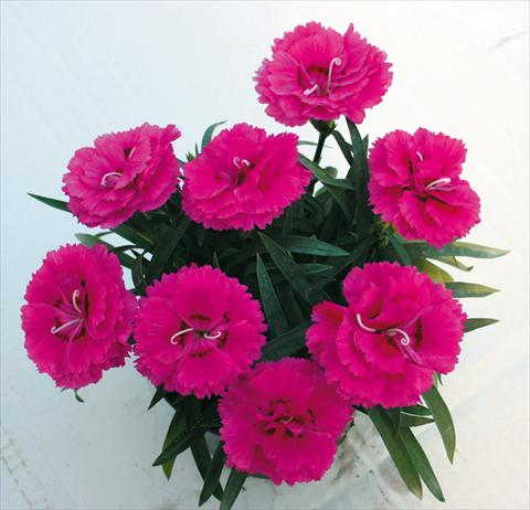 foto van een variëteit aan bloemen, te gebruiken als: Korf / Pot Dianthus caryophyllus SuperTrouper® Fuchsia