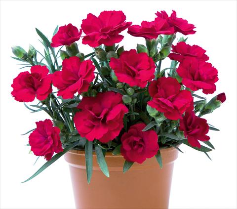 foto van een variëteit aan bloemen, te gebruiken als: Korf / Pot Dianthus caryophyllus SuperTrouper® Rubin