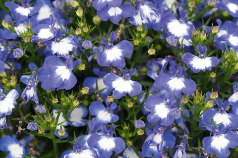 foto van een variëteit aan bloemen, te gebruiken als: Potplant, patioplant, korfplant Lobelia Curaçao® Blue White Eye