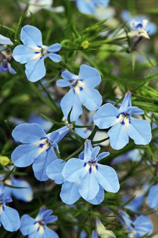 foto van een variëteit aan bloemen, te gebruiken als: Potplant, perkplant, patioplant, korfplant Lobelia Curaçao® Light Blue evol