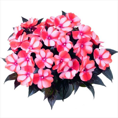 foto van een variëteit aan bloemen, te gebruiken als: Pot - en perkplant Impatiens N. Guinea RED FOX Sweetie Red Star
