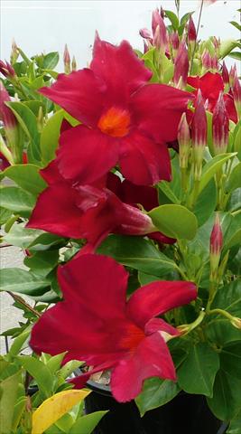 foto van een variëteit aan bloemen, te gebruiken als: Pot - en perkplant Dipladenia (Mandevilla) Sevilla Dark Red