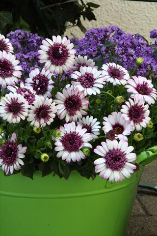 foto van een variëteit aan bloemen, te gebruiken als: Pot - en perkplant Osteospermum FlowerPower® Double Berry White
