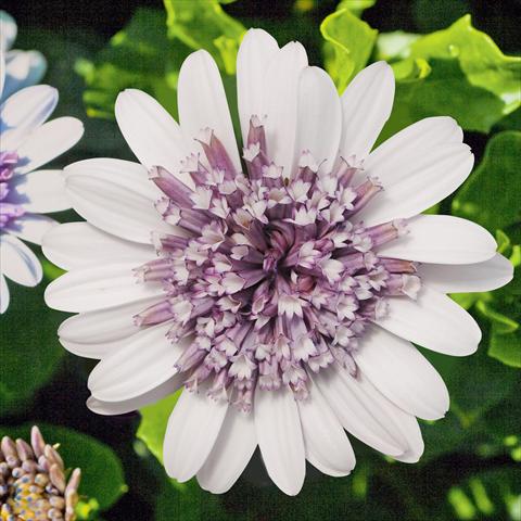 foto van een variëteit aan bloemen, te gebruiken als: Pot - en perkplant Osteospermum FlowerPower® Double Silver