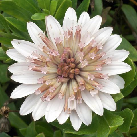 foto van een variëteit aan bloemen, te gebruiken als: Pot - en perkplant Osteospermum FlowerPower® Double White Bronce