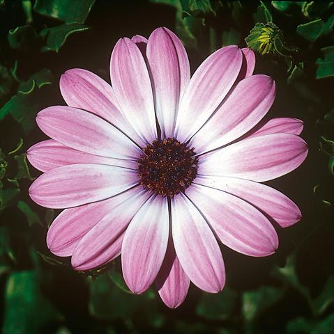 foto van een variëteit aan bloemen, te gebruiken als: Pot - en perkplant Osteospermum FlowerPower® Light Pink