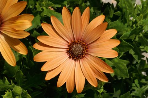foto van een variëteit aan bloemen, te gebruiken als: Pot - en perkplant Osteospermum FlowerPower® Orange Bronce