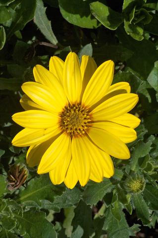 foto van een variëteit aan bloemen, te gebruiken als: Pot - en perkplant Osteospermum FlowerPower® Yellow evol