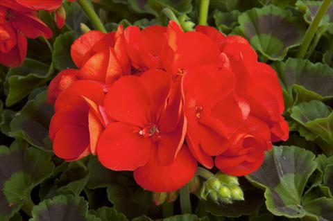 foto van een variëteit aan bloemen, te gebruiken als: Patioplant, potplant Pelargonium zonale Sunrise® Fernando