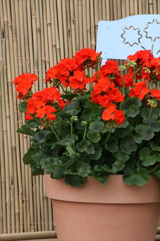 foto van een variëteit aan bloemen, te gebruiken als: Patioplant, potplant Pelargonium zonale Sunrise® XL Roxana