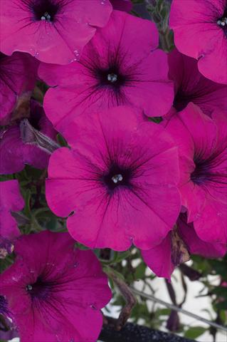 foto van een variëteit aan bloemen, te gebruiken als: Potplant, patioplant, korfplant Petunia AlpeTunia® Dark Purple