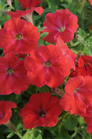 foto van een variëteit aan bloemen, te gebruiken als: Potplant, patioplant, korfplant Petunia AlpeTunia® Red