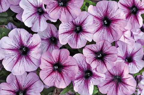foto van een variëteit aan bloemen, te gebruiken als: Potplant, patioplant, korfplant Petunia Bonnie Lavender Star