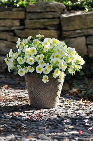 foto van een variëteit aan bloemen, te gebruiken als: Potplant, patioplant, korfplant Petunia Bonnie Yellow