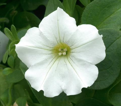 foto van een variëteit aan bloemen, te gebruiken als: Potplant, patioplant, korfplant Petunia CompactFamous™ White