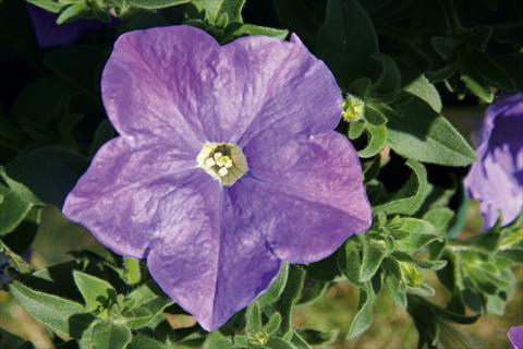 foto van een variëteit aan bloemen, te gebruiken als: Potplant, patioplant, korfplant Petunia CompactFamous™ SkyBlue