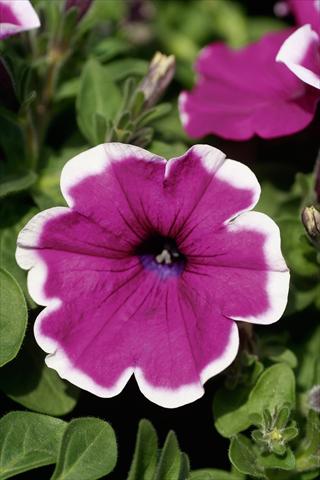 foto van een variëteit aan bloemen, te gebruiken als: Potplant, patioplant, korfplant Petunia Famous™ Violet Picotee evol