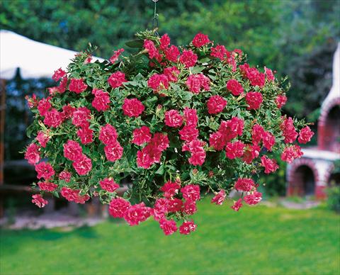 foto van een variëteit aan bloemen, te gebruiken als: Potplant, patioplant, korfplant Petunia Sweet Sunshine® Hot Pink