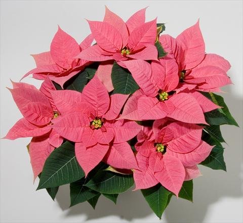 foto van een variëteit aan bloemen, te gebruiken als: Pot Poinsettia - Euphorbia pulcherrima Christmas Beauty Pink