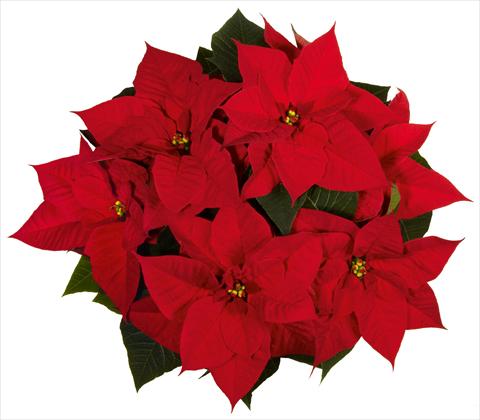 foto van een variëteit aan bloemen, te gebruiken als: Pot Poinsettia - Euphorbia pulcherrima Christmas Beauty