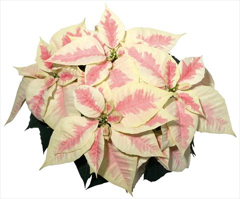foto van een variëteit aan bloemen, te gebruiken als: Pot Poinsettia - Euphorbia pulcherrima Christmas Feelings® Marble