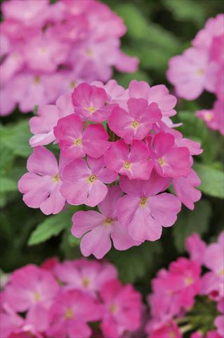 foto van een variëteit aan bloemen, te gebruiken als: Potplant, patioplant, korfplant Verbena Compact Lascar® Big Pink