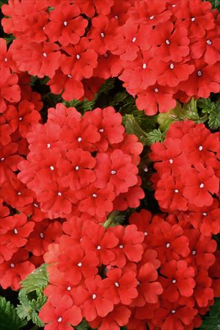 foto van een variëteit aan bloemen, te gebruiken als: Potplant, patioplant, korfplant Verbena Fuego® Bright Red