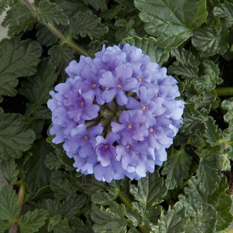 foto van een variëteit aan bloemen, te gebruiken als: Potplant, patioplant, korfplant Verbena Fuego® Denim Blue