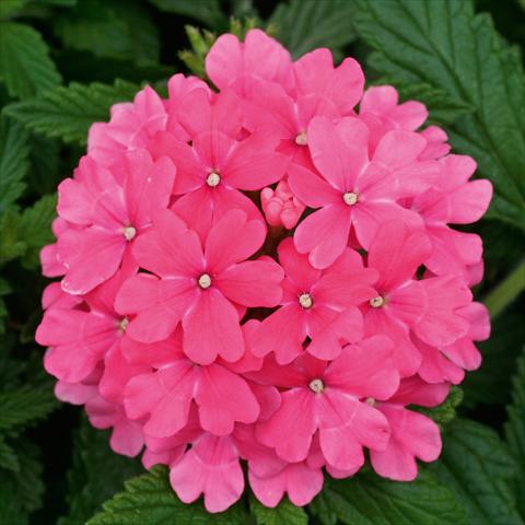 foto van een variëteit aan bloemen, te gebruiken als: Potplant, patioplant, korfplant Verbena Fuego® Pink