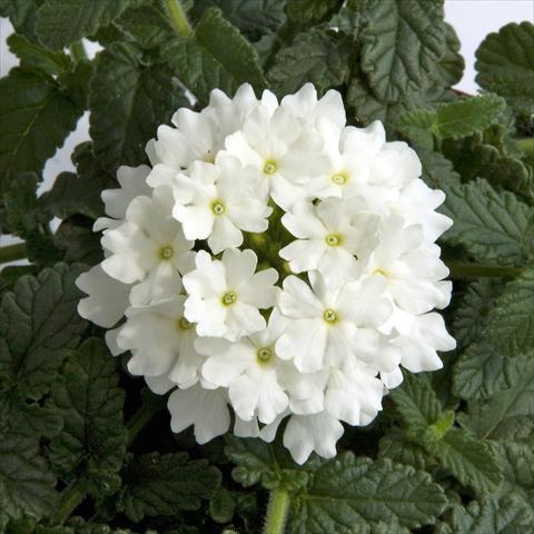 foto van een variëteit aan bloemen, te gebruiken als: Potplant, patioplant, korfplant Verbena Fuego® White