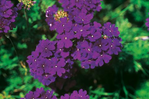 foto van een variëteit aan bloemen, te gebruiken als: Potplant, patioplant, korfplant Verbena Lascar® Dark Blue