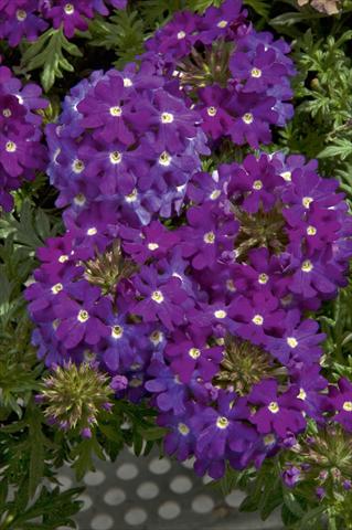 foto van een variëteit aan bloemen, te gebruiken als: Potplant, patioplant, korfplant Verbena Lascar® Dark Violet with eye