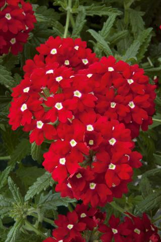 foto van een variëteit aan bloemen, te gebruiken als: Potplant, patioplant, korfplant Verbena Lascar® Red with eye