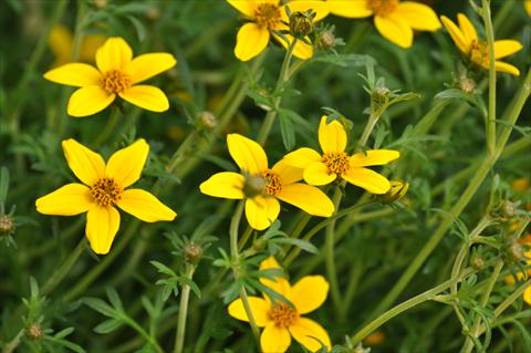 foto van een variëteit aan bloemen, te gebruiken als: Potplant, perkplant, patioplant, korfplant Bidens ferulifolia Bee® Compact Patio Yellow