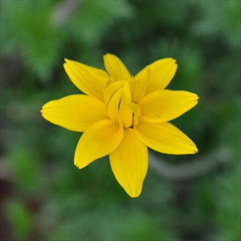 foto van een variëteit aan bloemen, te gebruiken als: Potplant, perkplant, patioplant, korfplant Bidens ferulifolia Bee® Double Yellow