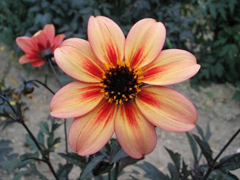 foto van een variëteit aan bloemen, te gebruiken als: Pot - en perkplant Dahlia Mystic® Memories