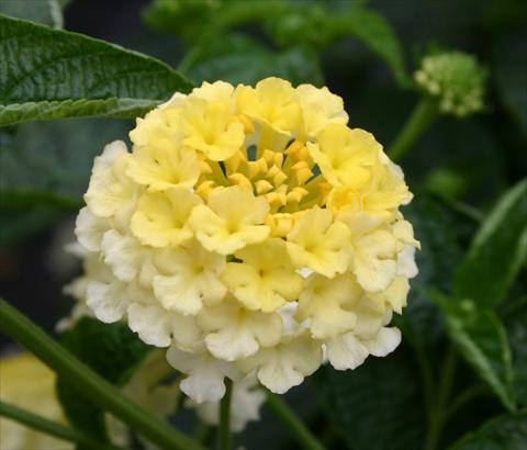 foto van een variëteit aan bloemen, te gebruiken als: Potplant, perkplant, patioplant Lantana camara Evita® Citrus