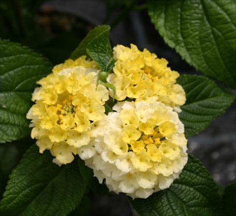 foto van een variëteit aan bloemen, te gebruiken als: Potplant, perkplant, patioplant Lantana camara Evita® Lemon