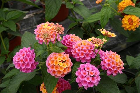 foto van een variëteit aan bloemen, te gebruiken als: Potplant, perkplant, patioplant Lantana camara Evita® Rose