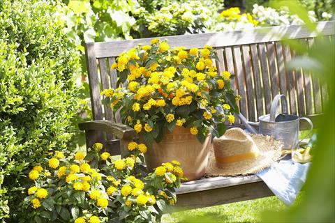 foto van een variëteit aan bloemen, te gebruiken als: Potplant, perkplant, patioplant Lantana camara Yellow