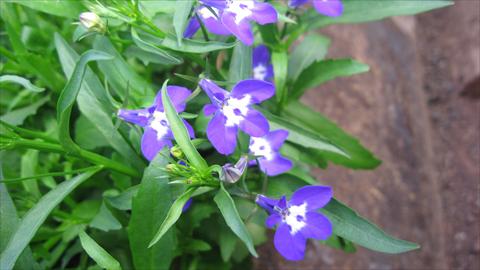 foto van een variëteit aan bloemen, te gebruiken als: Potplant, perkplant, patioplant, korfplant Lobelia California® Dark Blue with eye