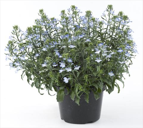 foto van een variëteit aan bloemen, te gebruiken als: Potplant, perkplant, patioplant, korfplant Lobelia California® Light Blue White