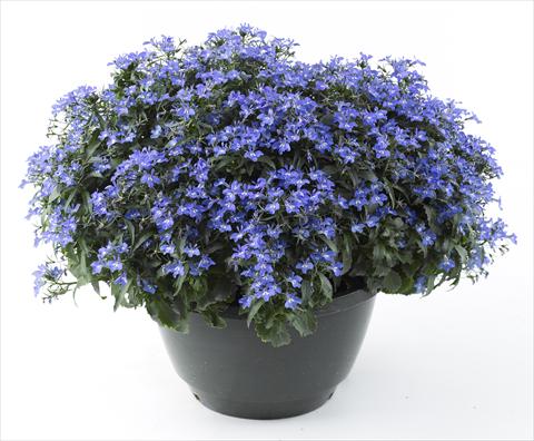 foto van een variëteit aan bloemen, te gebruiken als: Potplant, perkplant, patioplant, korfplant Lobelia California® Sky Blue