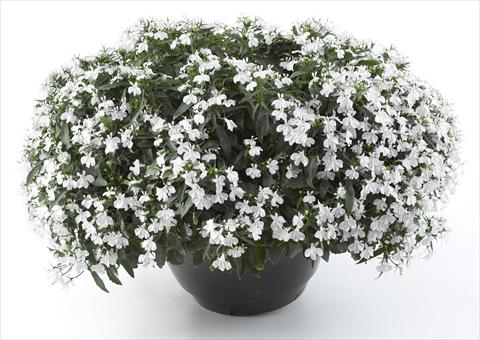 foto van een variëteit aan bloemen, te gebruiken als: Potplant, perkplant, patioplant, korfplant Lobelia California® White
